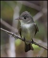 _6SB1410 flycatcher